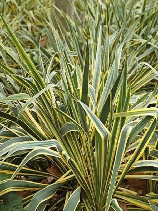 Sarı Çizgili Yeni Zelanda Keteni Phormium 40Cm-60Cm