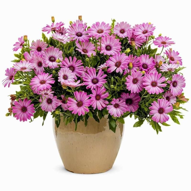 Pembe Bodrum Papatyası Çiçeği Fidanı 20Cm-40Cm