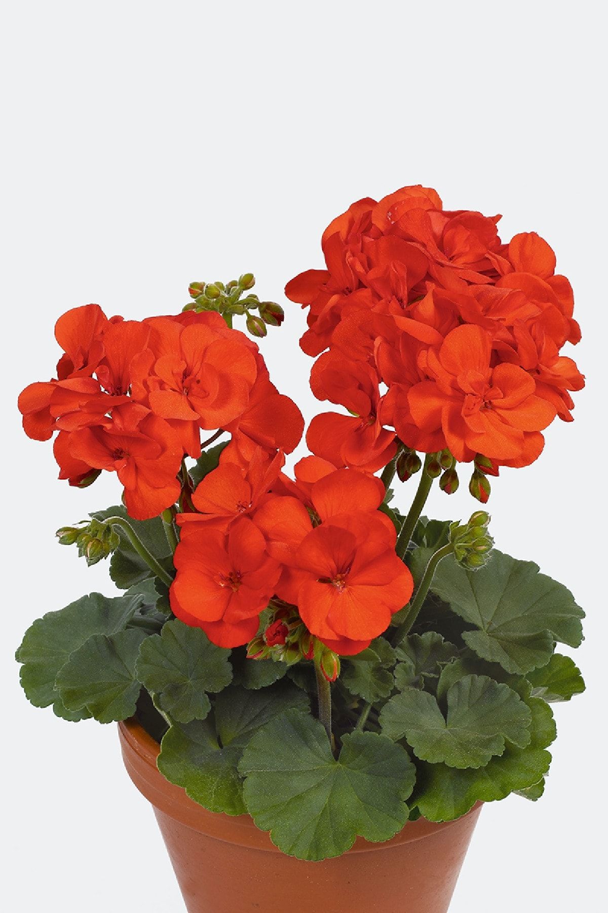 Turuncu Sardunya Çiçeği Fidanı 10Cm-30Cm