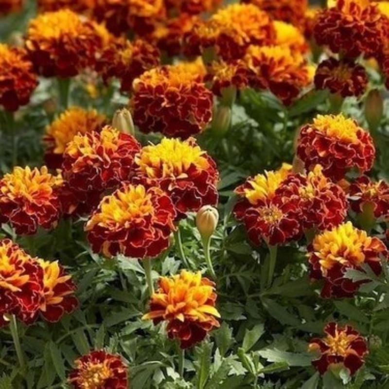 Kırmızı Turuncu Kadife Çiçeği Fidanı 5Cm-15Cm 30 Adet
