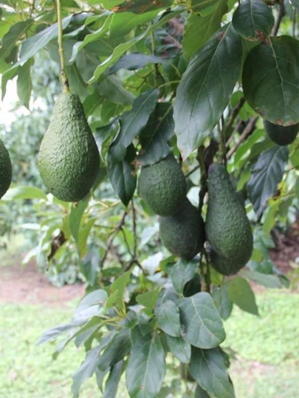 Pinkerton Avokado Fidanı 60-80Cm