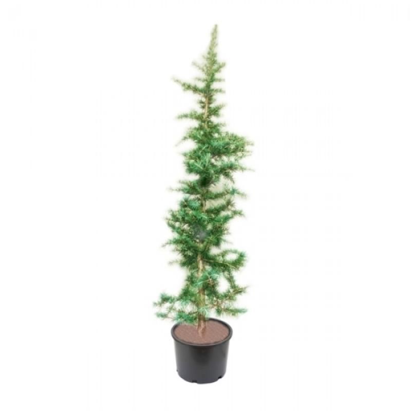 Yeşil Atlas Sediri Fidanı 200Cm-250Cm