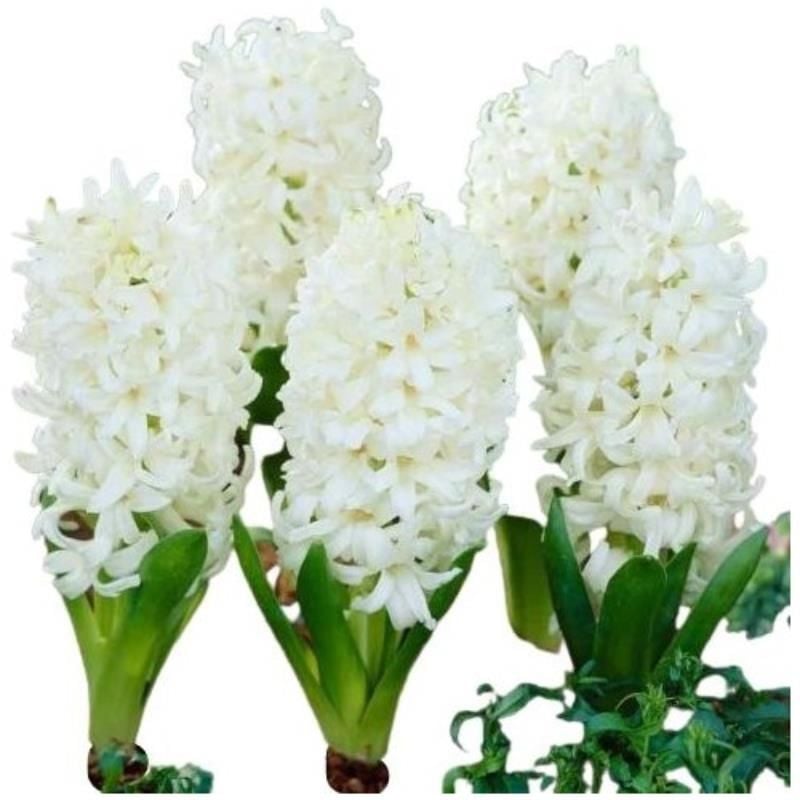 Beyaz Sümbül Fidanı 5Cm-15Cm