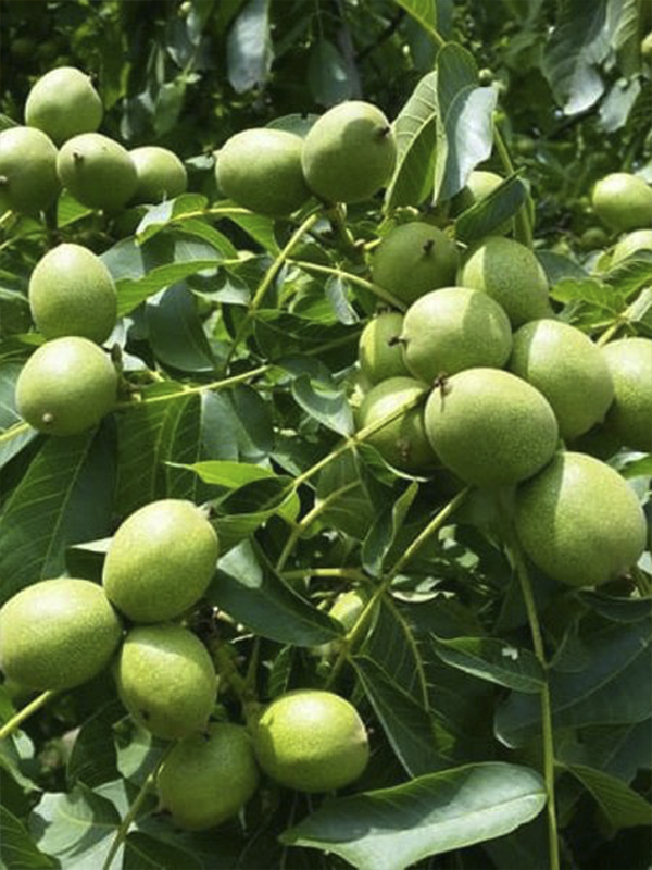 Yalova 1 Ceviz 3 Yaş 100 Cm 120 Cm
