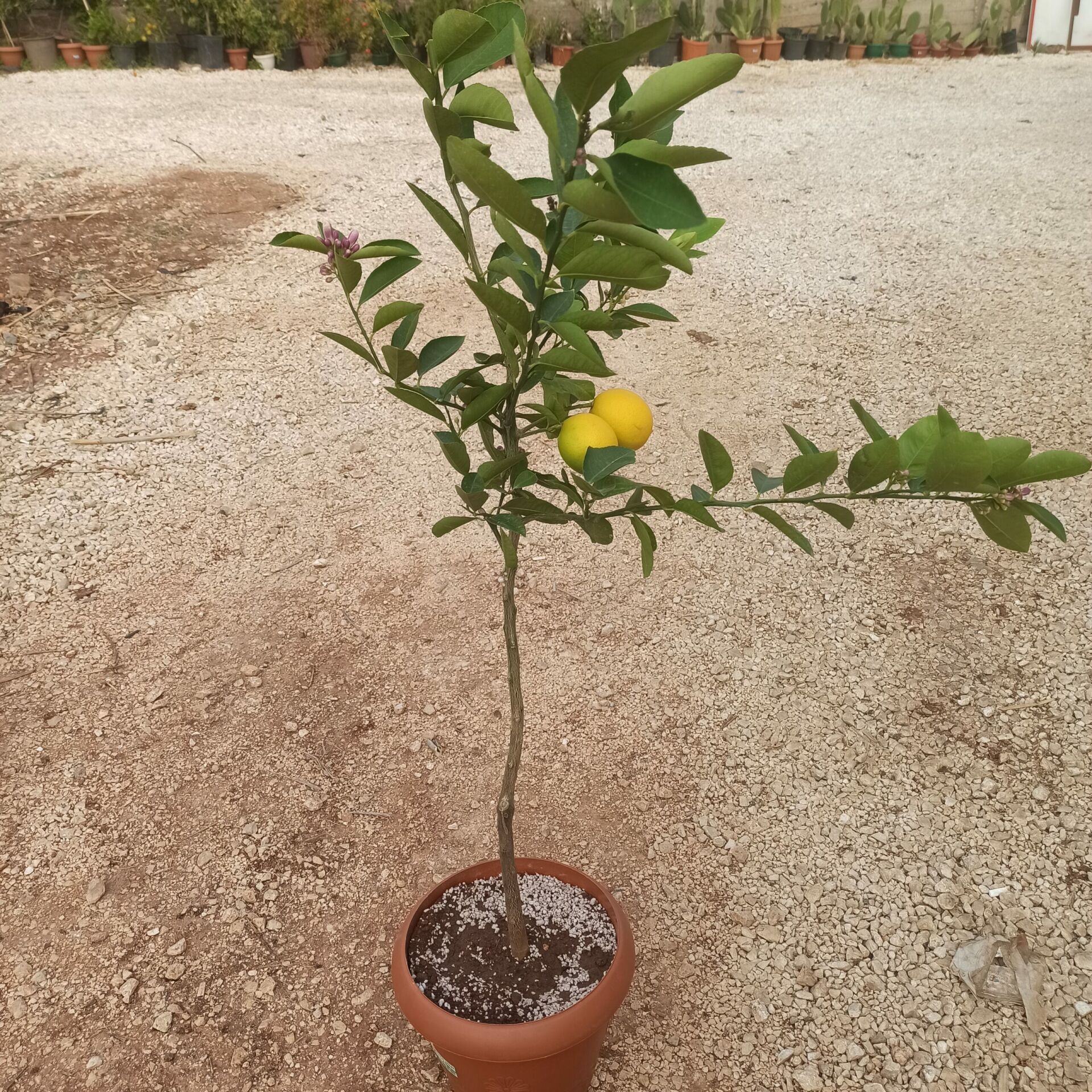 Lime Limon Ağacı Fidanı Tam Bodur 60 Cm (Saksıda)