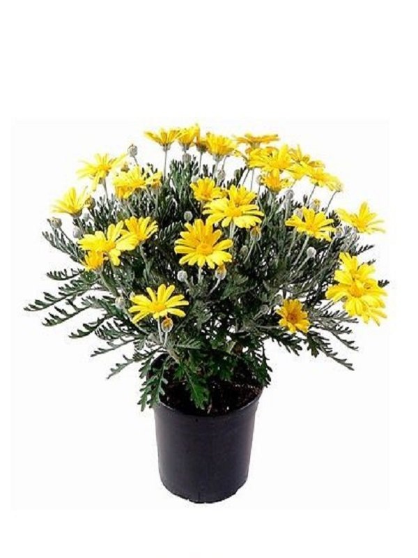 Euryops Sarı Papatya 40Cm-60Cm