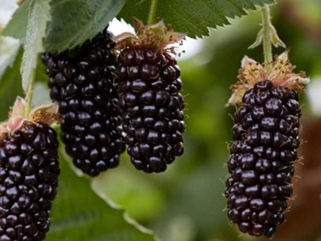 Karaka Black Böğürtlen Fidanı 150-200Cm