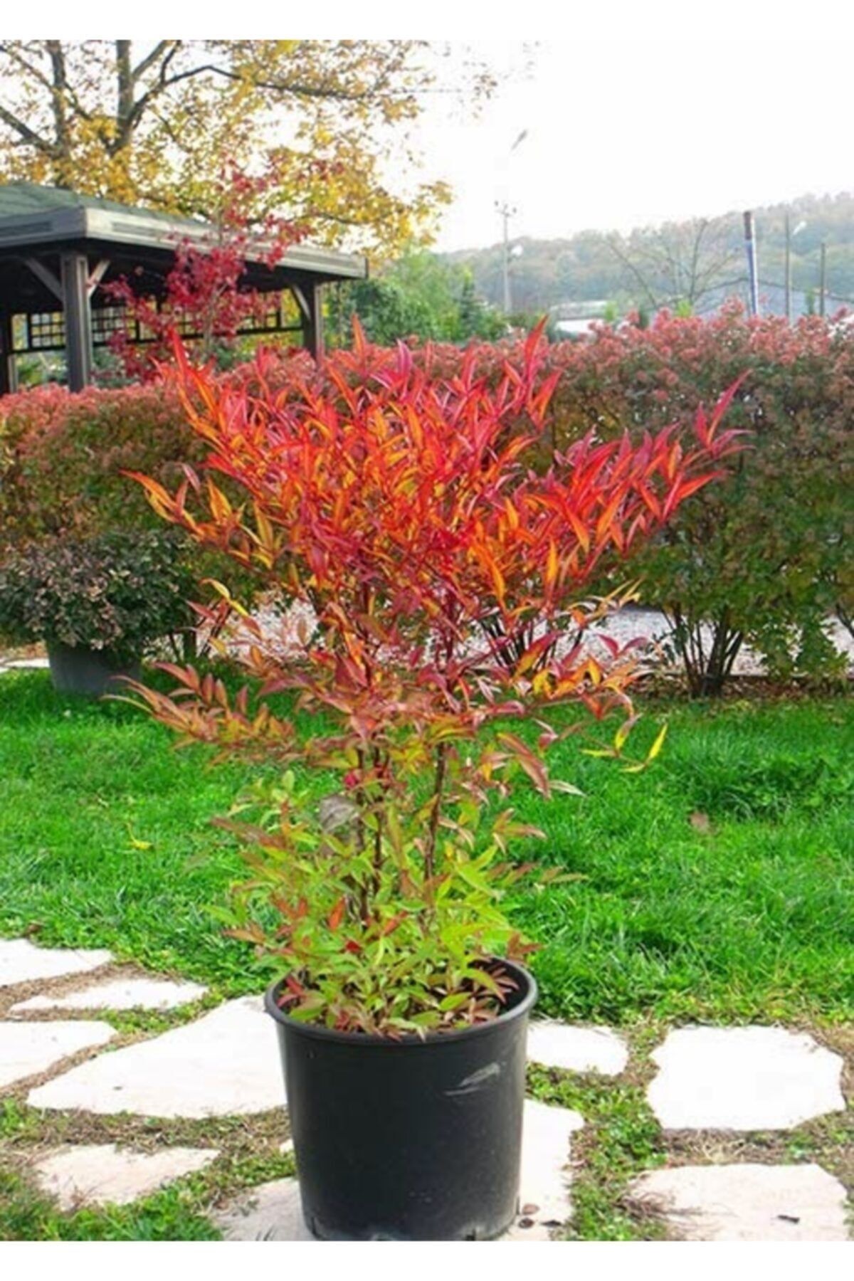 Cennet Bambusu Nandina Domestica 80Cm-100Cm