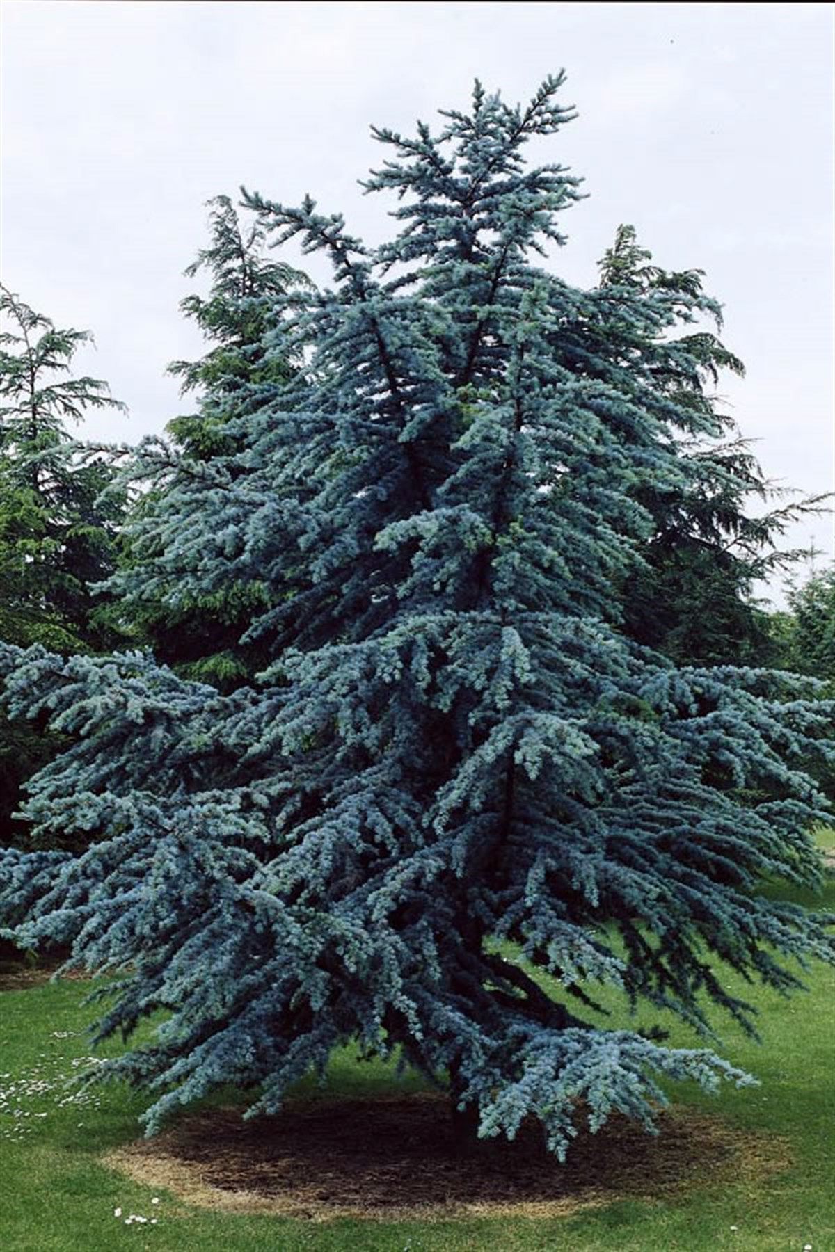 Mavi Atlas Sediri Fidanı 150Cm-200Cm