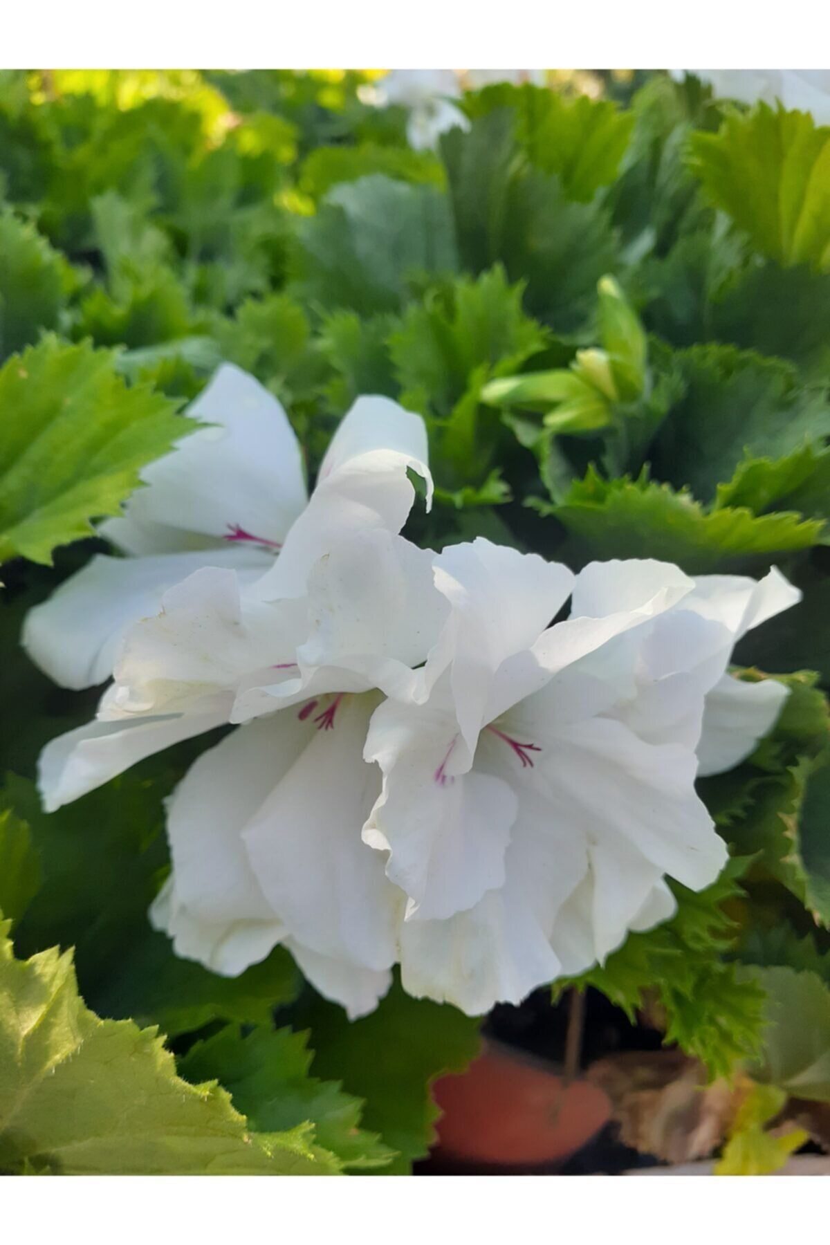 Beyaz Ceylan Gözü Sardunya Çiçeği Fidanı 10Cm-30Cm