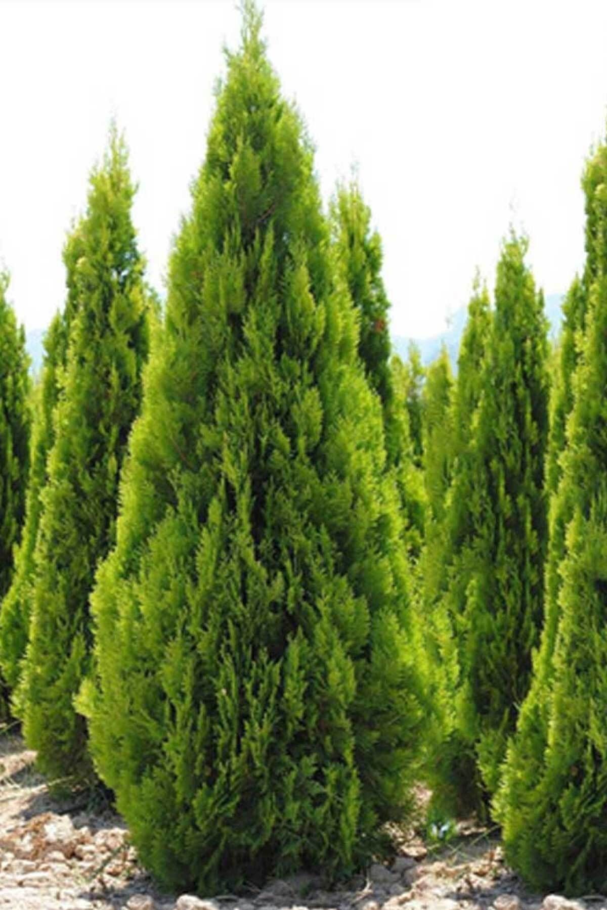 Yeşil Piramit Mazı Çam Ağacı Fidanı 150Cm-200Cm