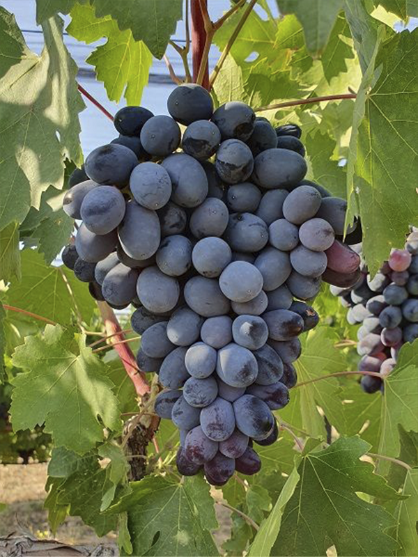Sangiovese Üzüm Fidanı 2 Yaş 40 Cm 60 Cm