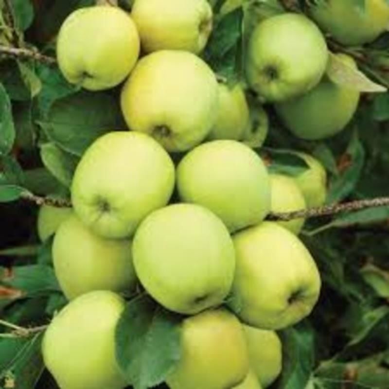Fuji Kiku 8 Elma Ağacı 3 Yaş 100-120Cm