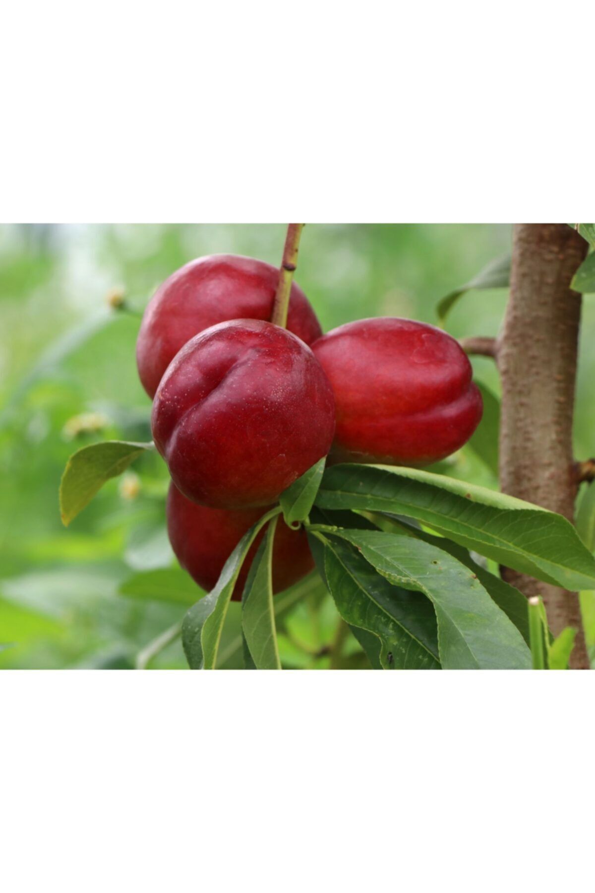 Kırmızı Çekirdeksiz Nar Fidanı 80 Cm 100 Cm