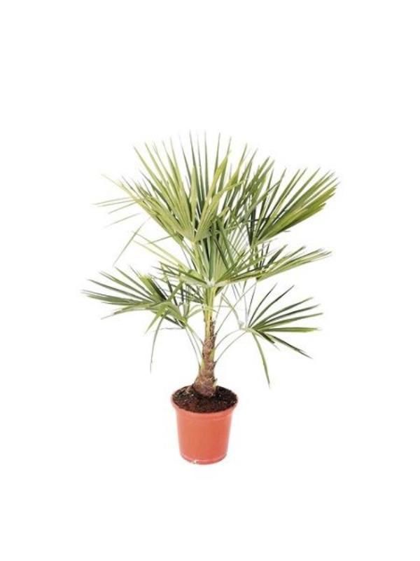 Palmiye Fidanı 80Cm-100Cm