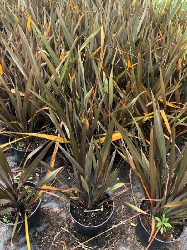 Yeşil Kahve Zelanda Keteni Phormium 40Cm-60Cm
