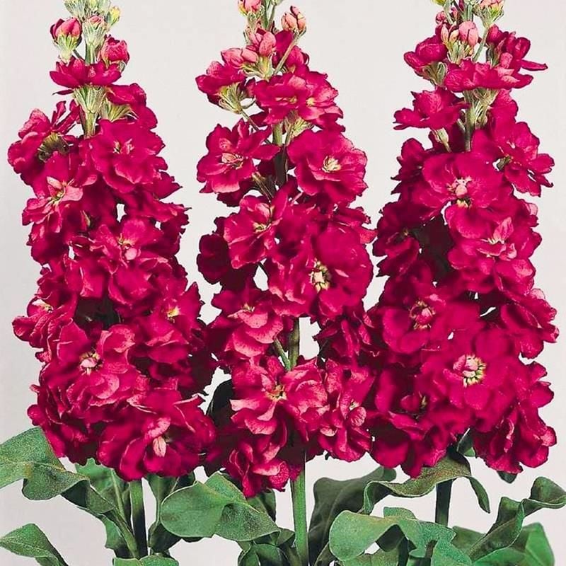 Kırmızı Şebboy Fidanı 40Cm-60Cm
