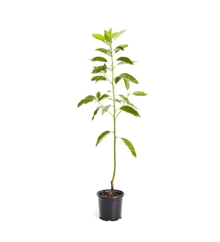 Füerte Avokado Fidanı 60-80Cm