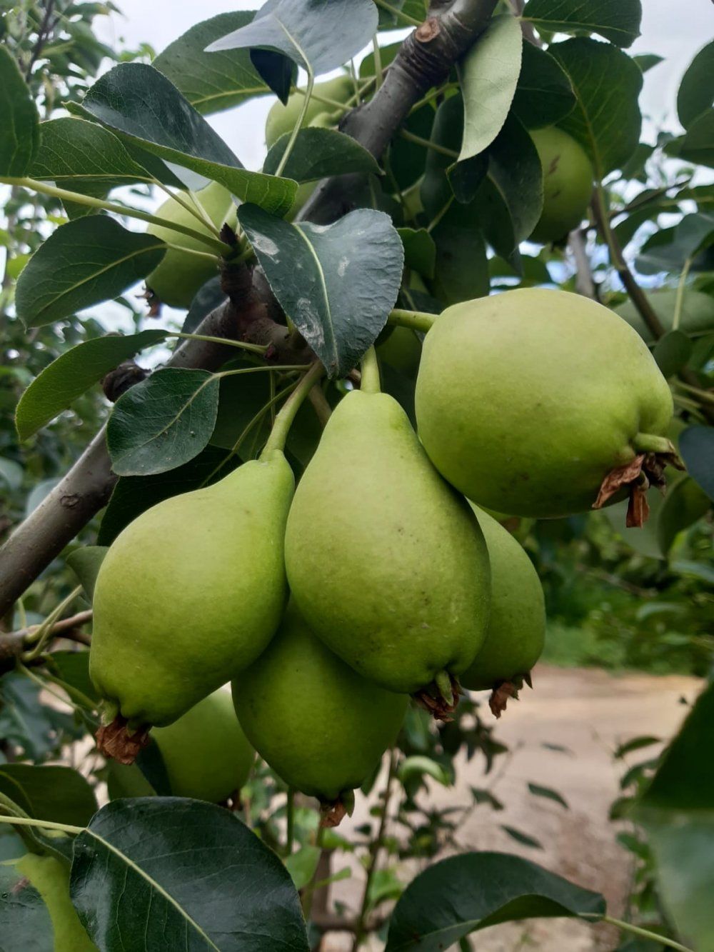 Limon Armut Fidanı 100 Cm 120 Cm