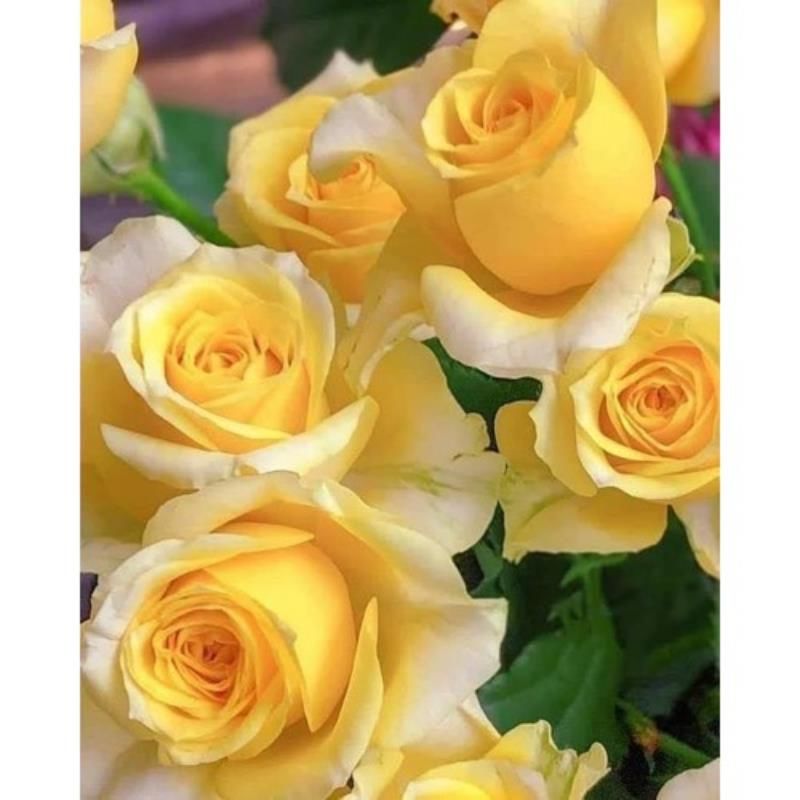 Sarı Beyaz Kırmızı Çilli Gül 60Cm-80Cm