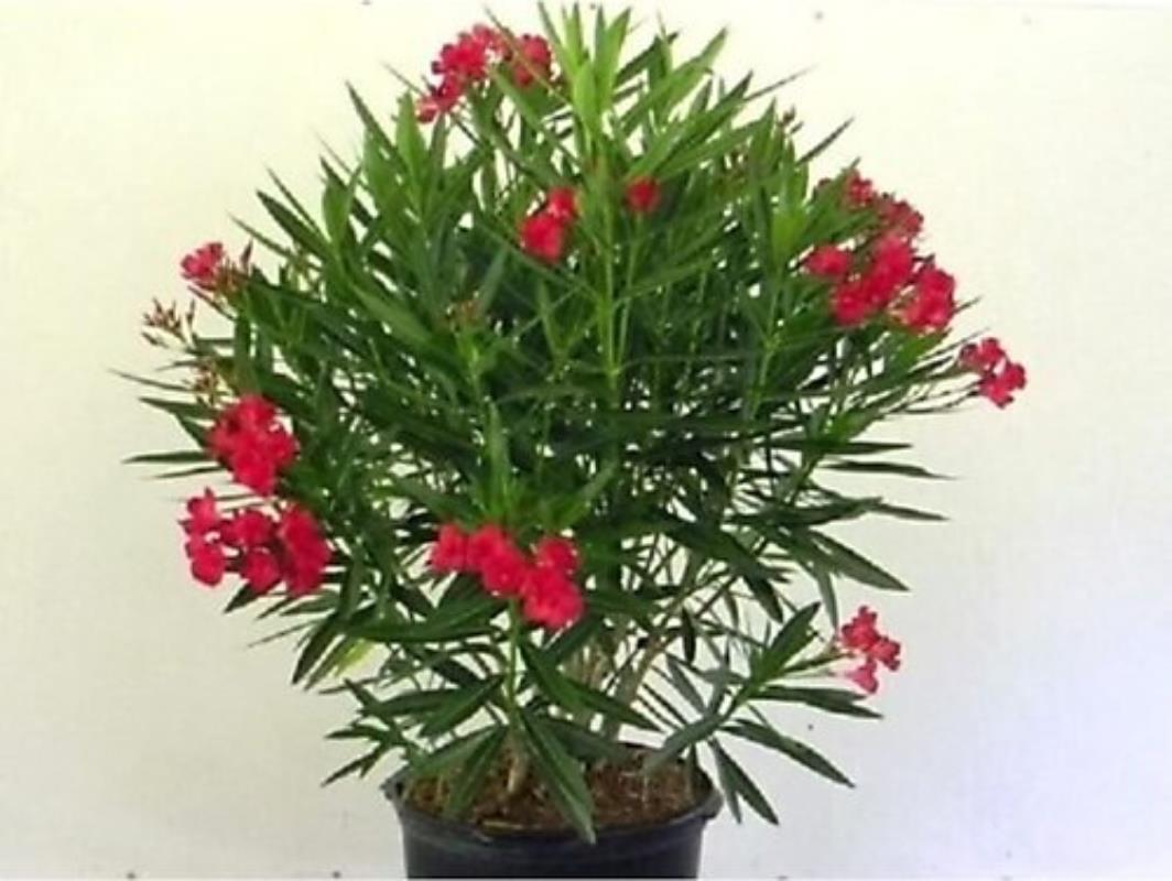 Kırmızı Bodur Zakkum Çiçeği Fidanı Saksılı 40Cm-60Cm
