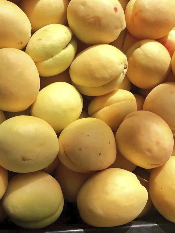 Apricos Iğdır Şalak Kayısı Ağacı Fidanı 5 Yaş 150 Cm 200 Cm