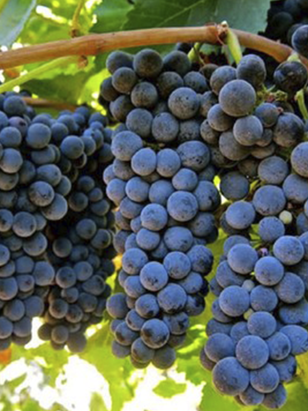 Cabernet Sauvignon Aşılı Üzüm Fidanı