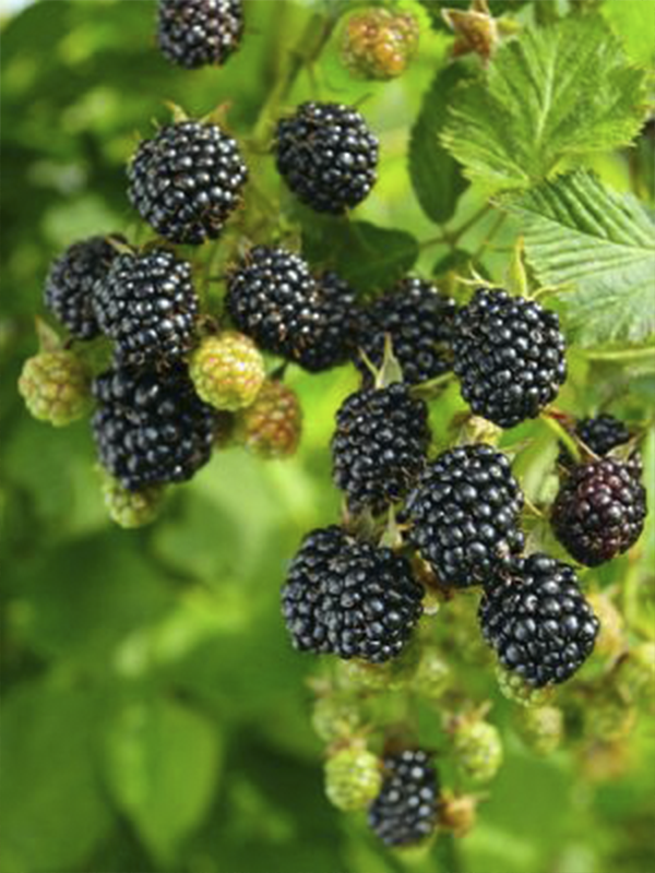 Dikensiz Böğürtlen Rubus Fidanı 150 Cm 200 Cm