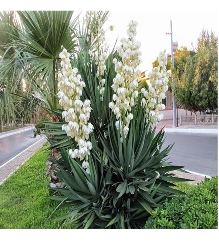 Dış Mekan Avize Çiçeği 40Cm-60Cm