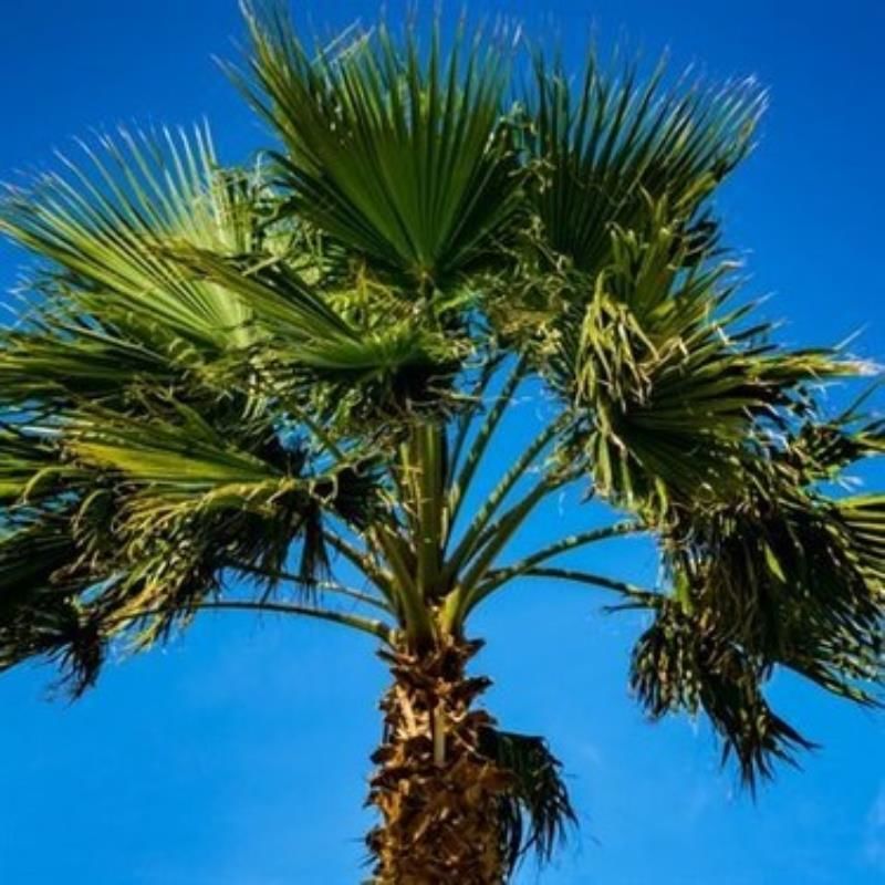 İzmir Palmiye Fidanı 40Cm-60Cm