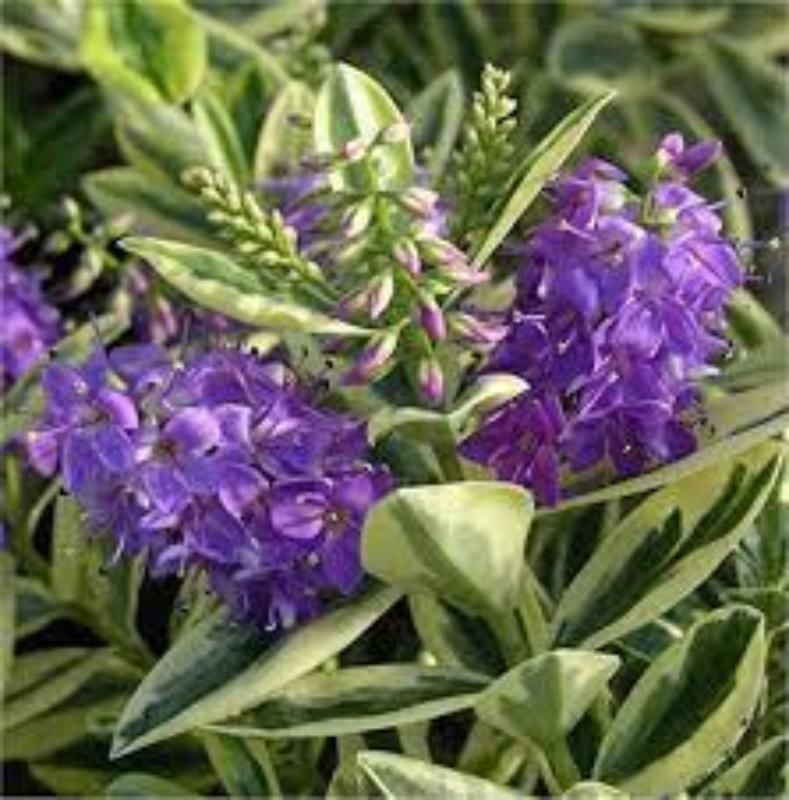 Veronica Hebe Fidanı Alacalı 20Cm-40Cm