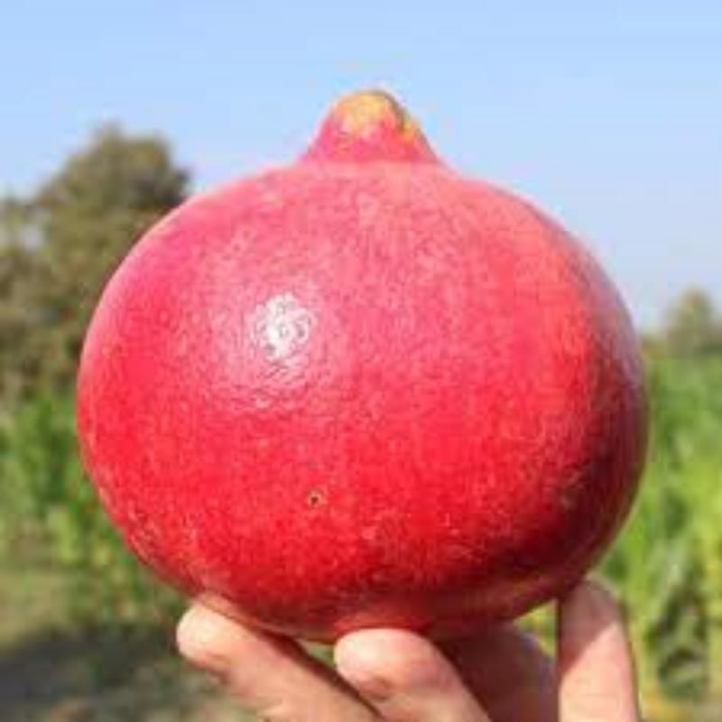 Lİfon Nar Fidanı 80 Cm 100 Cm