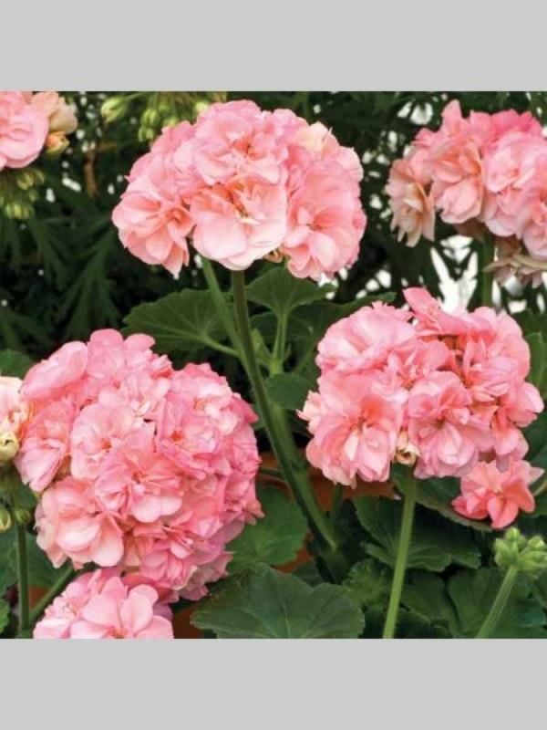 Pembe Beyaz Sakız Sardunya Çiçeği Fidanı 10Cm-30Cm