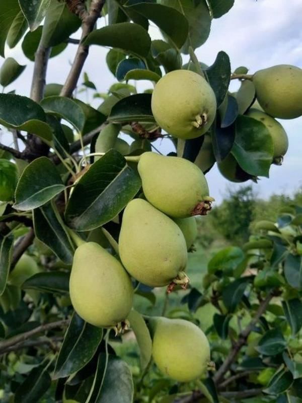 Kosica Armut Fidanı 5 Yaş