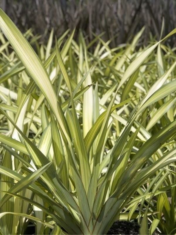 Yeşil Çizgili Zerlanda Phormium