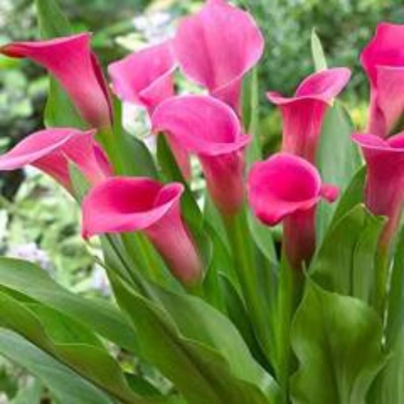Pembe Gala Kalla Çiçeği 20 Cm 40 Cm