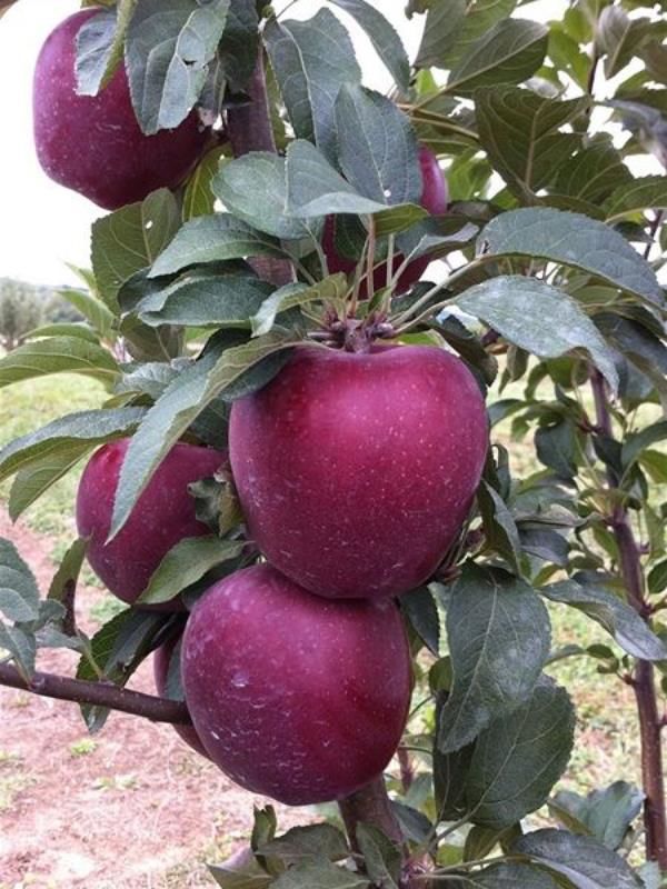 Starkrimson Delicious Elma Ağacı 3 Yaş 100-120Cm
