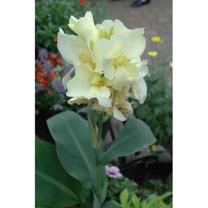 Beyaz Kana Çiçeği Fidanı 150Cm-200Cm