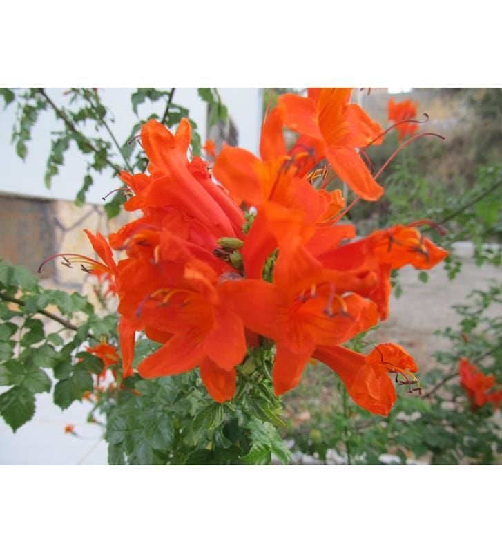 Turuncu Bodur Acem Borusu 40Cm-60Cm