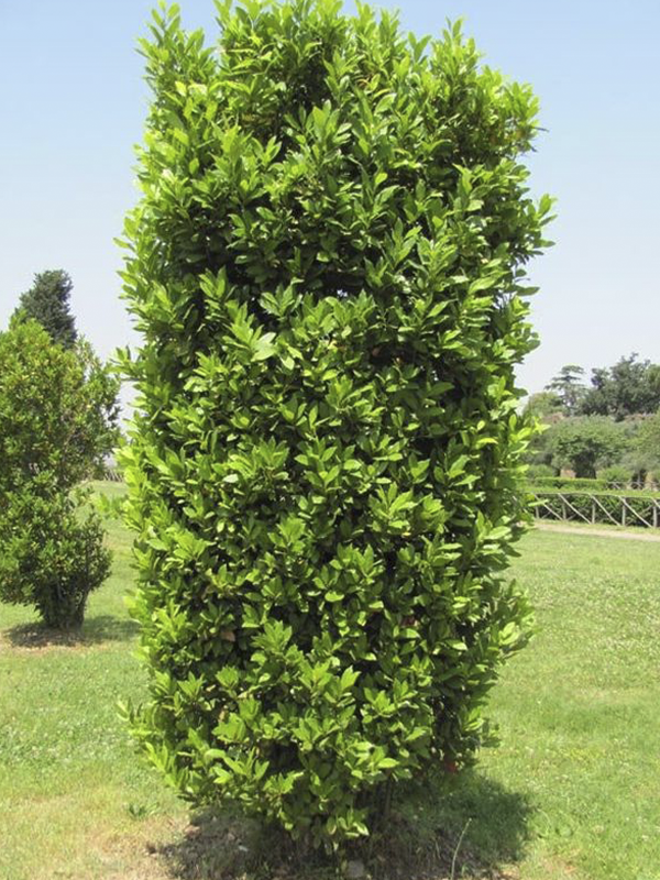 Defne Tijli 200 Cm