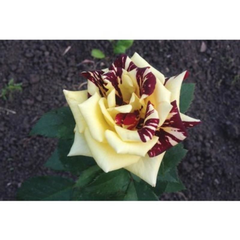 Sihirbaz Gülü 5 60Cm-80Cm