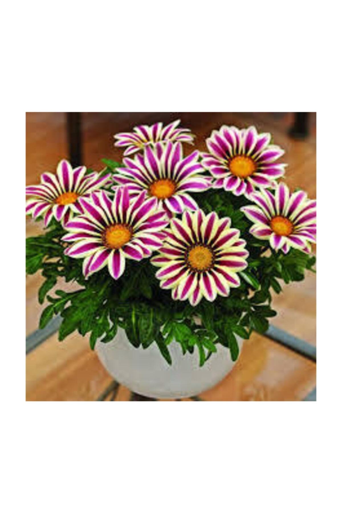 Beyaz-Kırmızı Gazanya Çiçeği Fidesi 5Cm-15Cm 30 Adet
