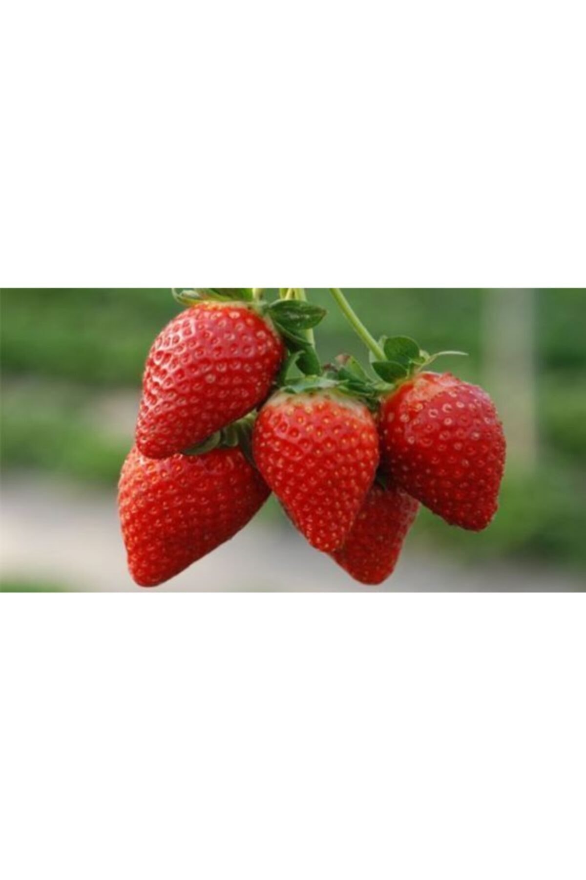 Aromas Çilek Fidesi 30 Adet