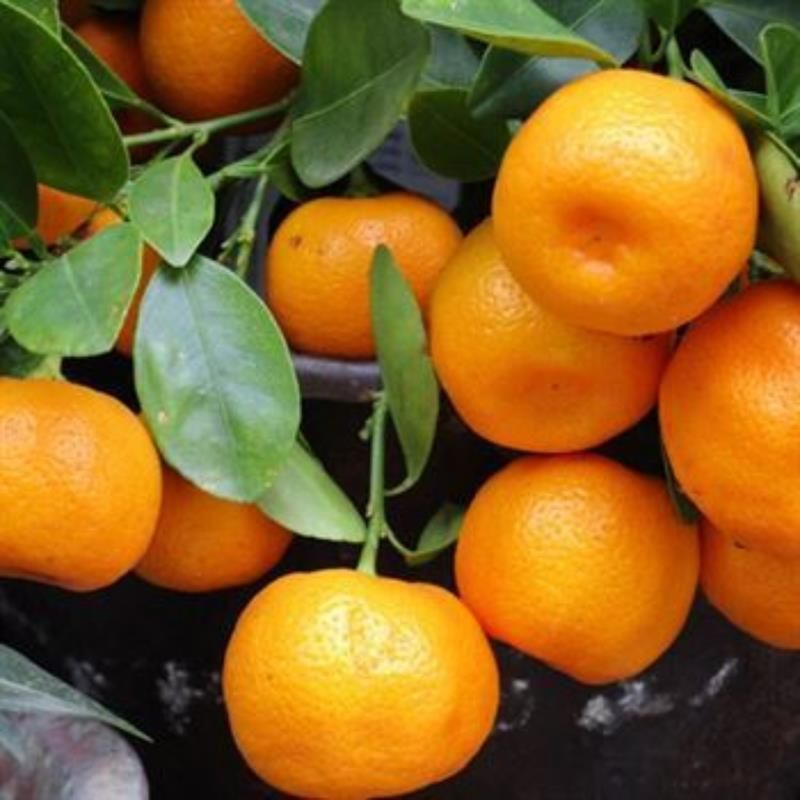 Satsuma Rize Mandalin Tam Bodur 80 Cm