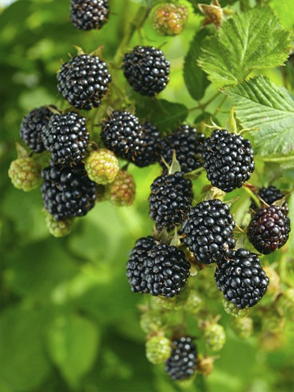 Dikensiz Böğürtlen Rubus Fidanı 80 Cm 100 Cm