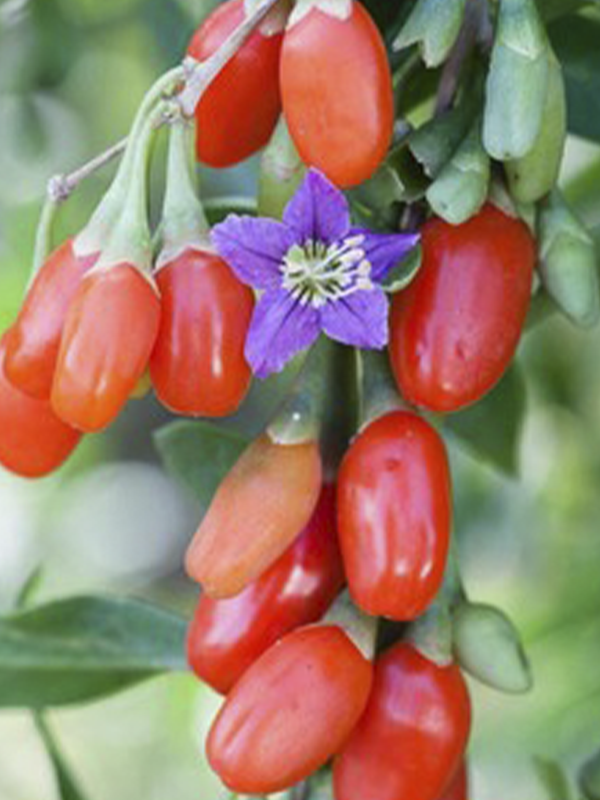 Hifeberry Gojiberry Fidanı 40-60Cm