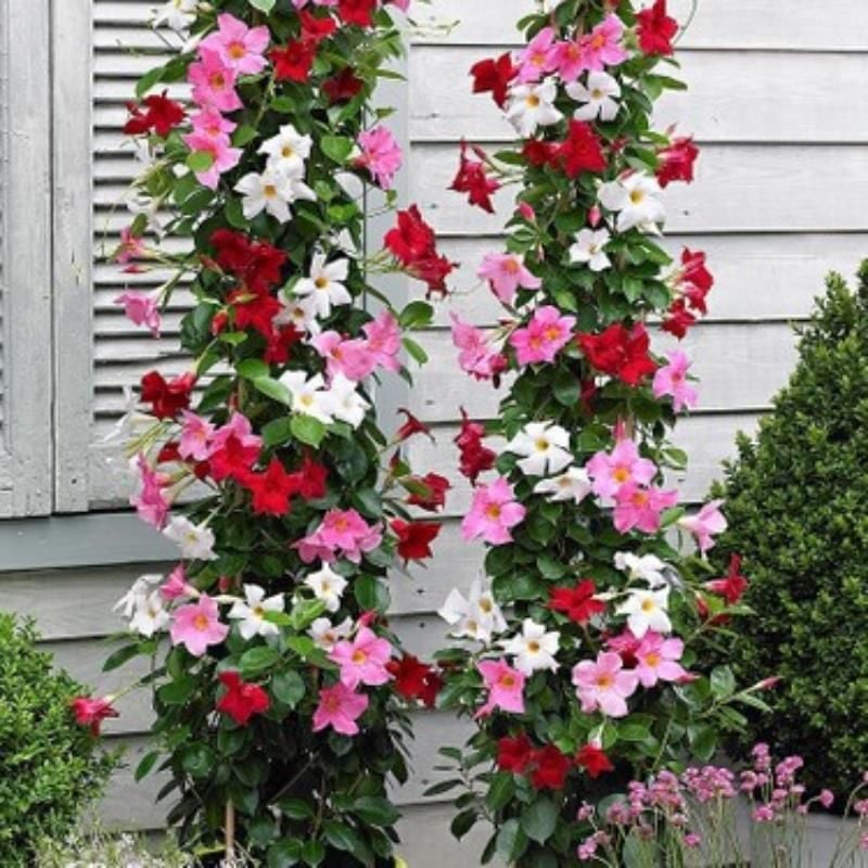 Kırmızı Beyaz Mandavilla Şarabi Çiçeği Fidanı 80Cm-100Cm