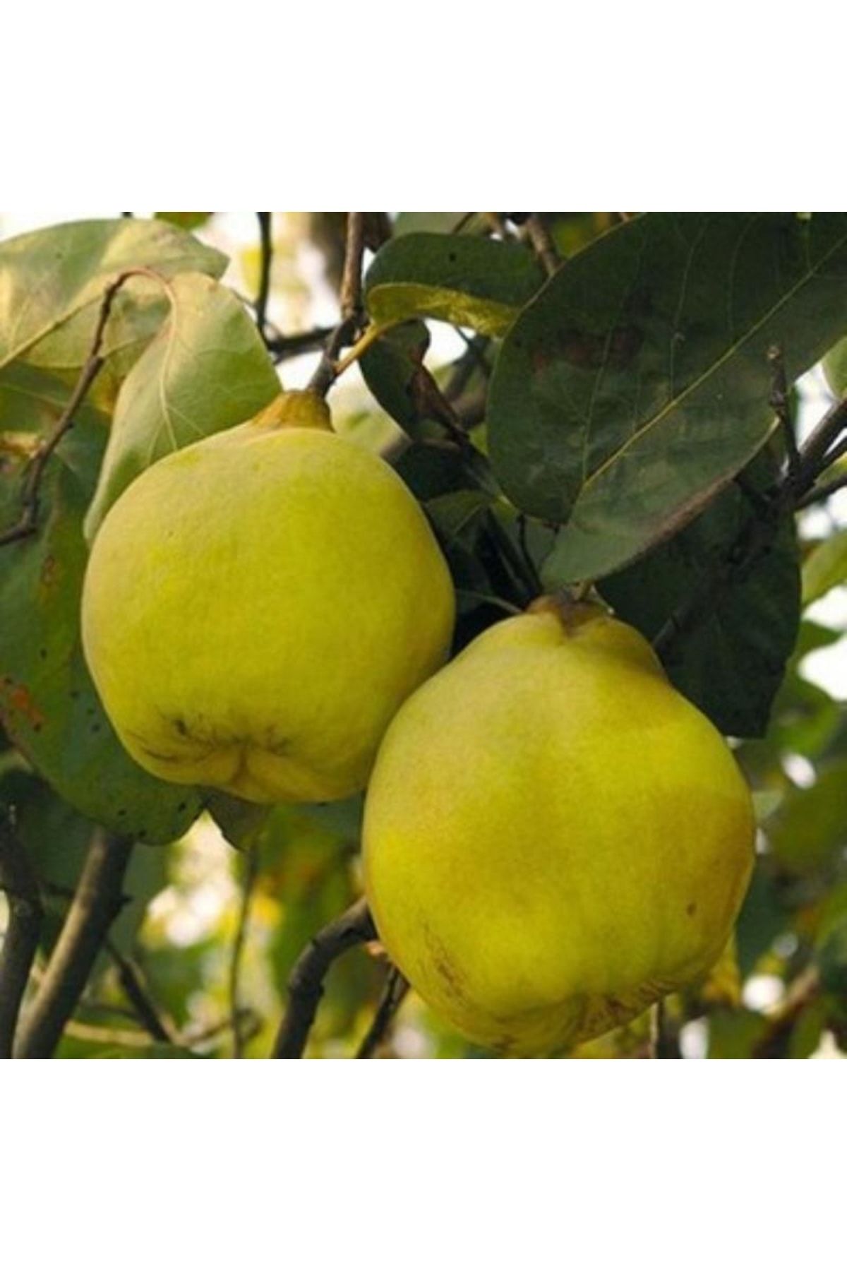 Limon Ayva Tam Bodur 80 Cm