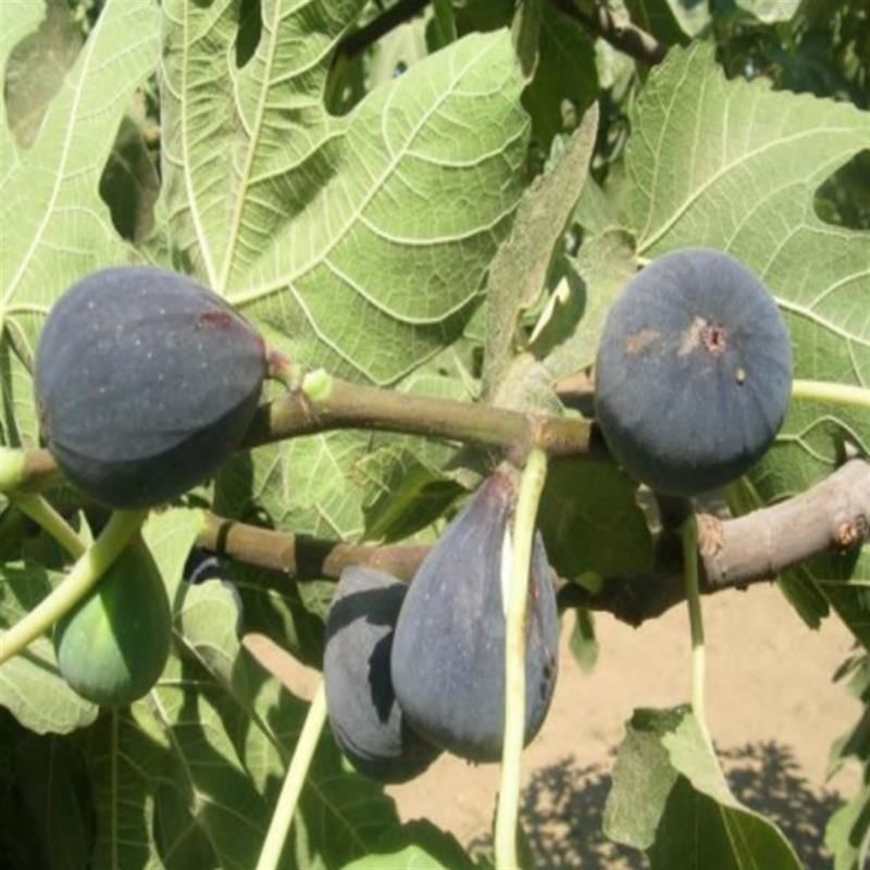Siyah Orak Yediveren İncir 4 Yaş 100-150Cm