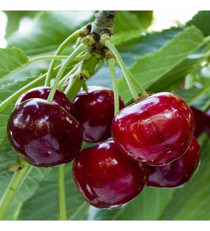 Vişne Tam Bodur 80 Cm